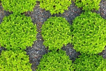 Techos verdes para reducir el calentamiento global