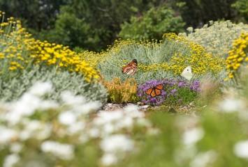 The Butterfly Reserve in Colonial’s Sant Cugat Nord building
