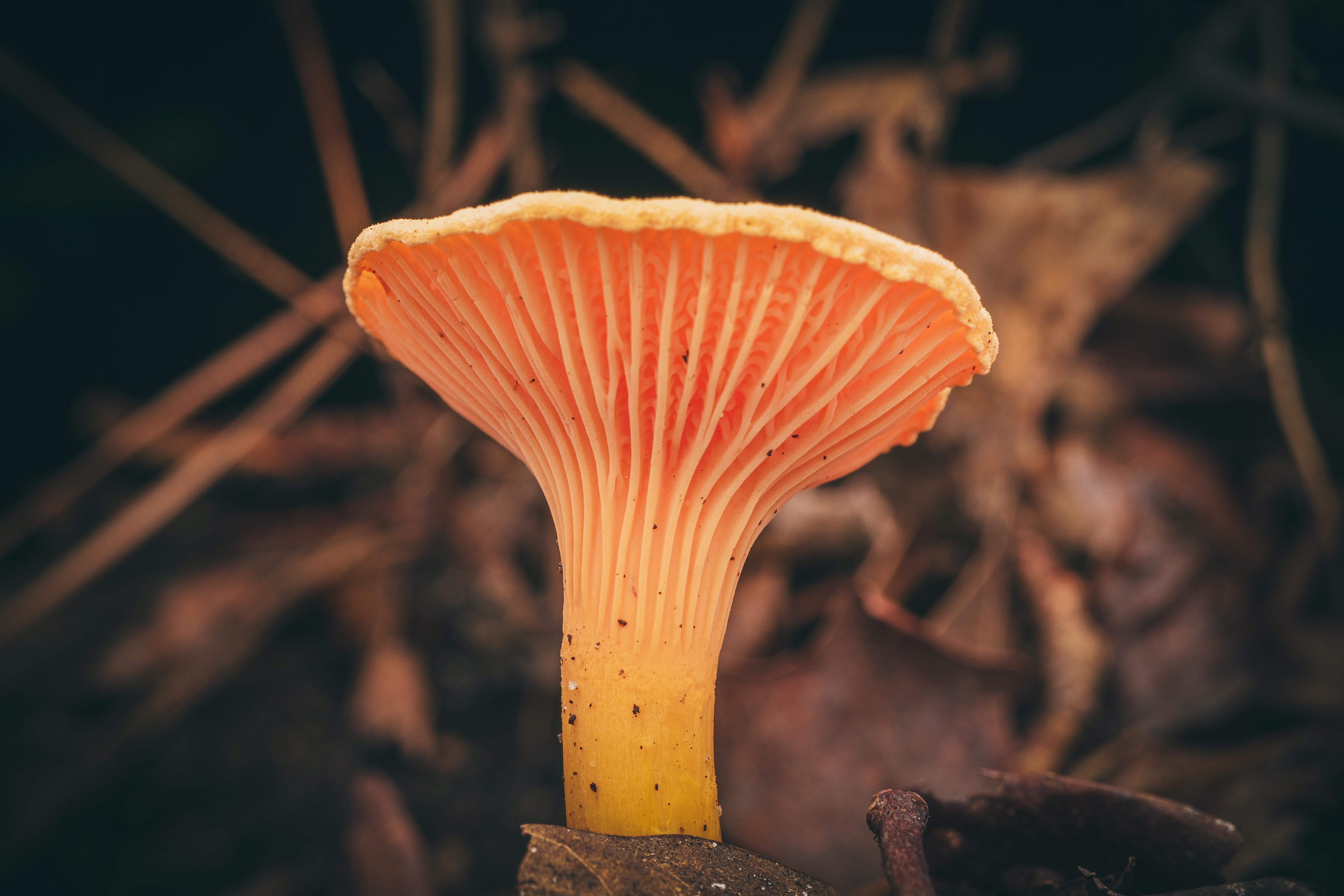 The future of construction?  Biodegradable materials