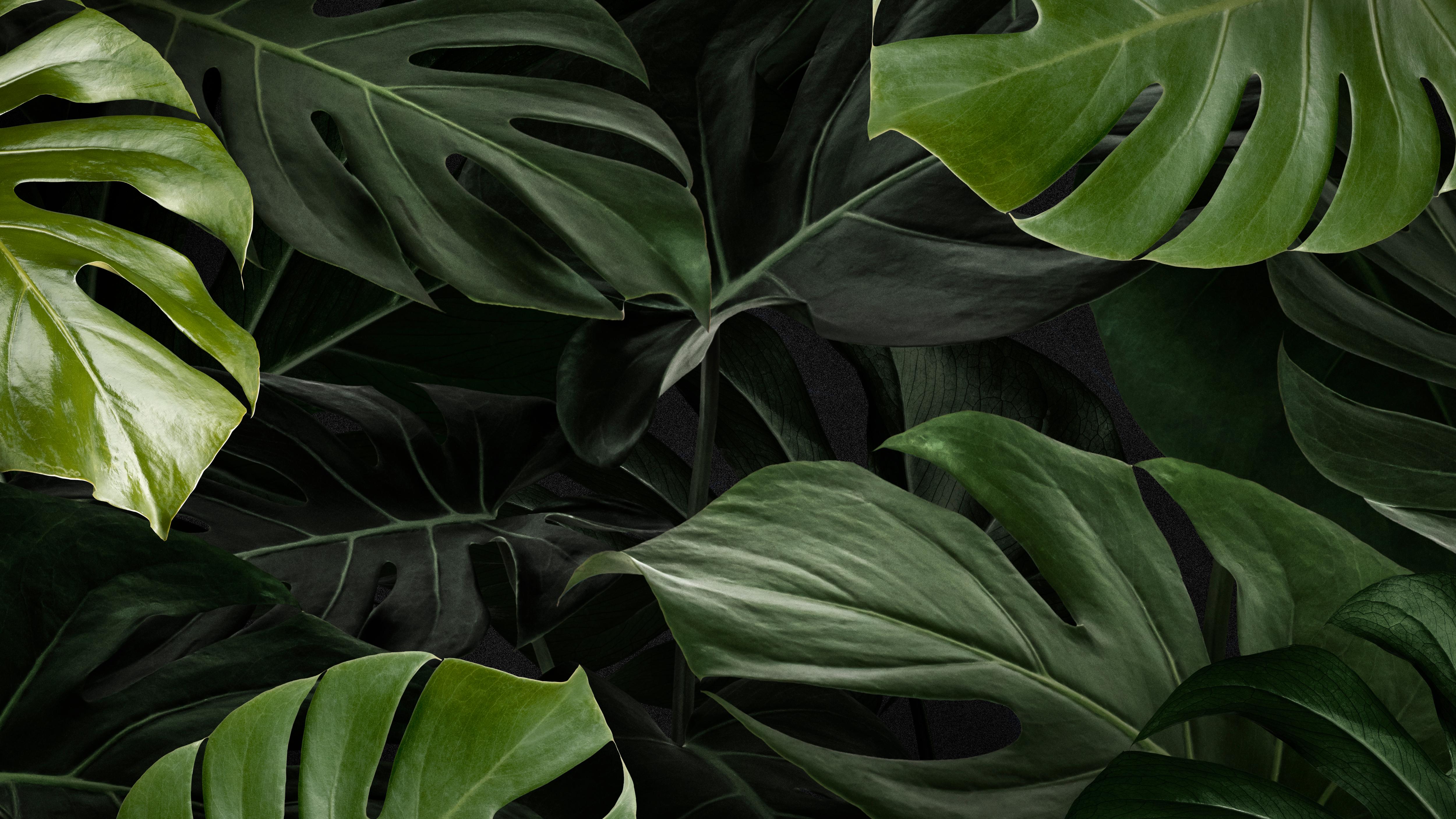 Guide vert pour les espaces de travail: les meilleures plantes pour votre bureau