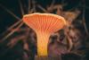The future of construction?  Biodegradable materials