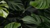 Guide vert pour les espaces de travail: les meilleures plantes pour votre bureau